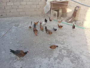 دجاج عرب للبيع