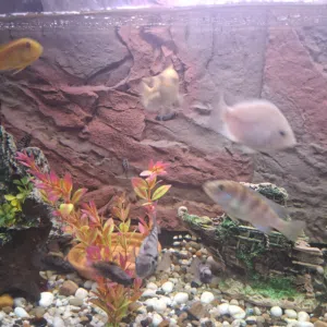 fishes for sale