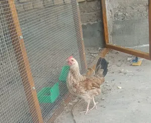 دجاج دندراوي خط اول