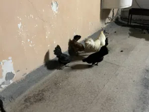 Bahraini chicken for sale