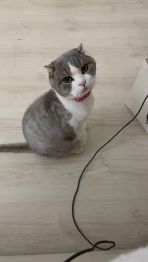 Scottish fold for adoption سكوتش فولد للتبني