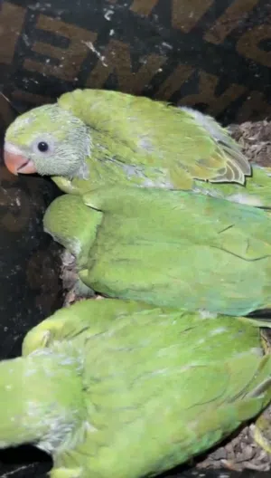 فروخ دره للبيع