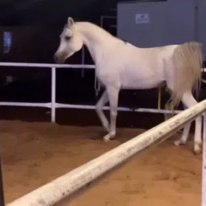 فحل جمال واهو
