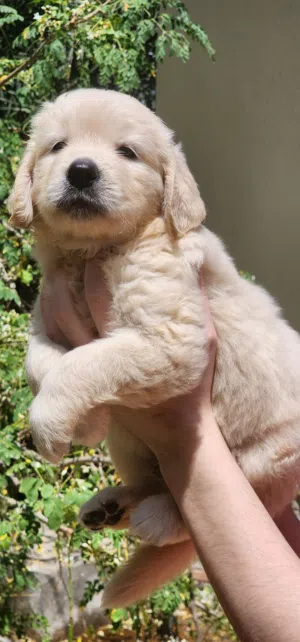 AMAZING GOLDEN RETRIEVER PUPPY MALE & FEMALE