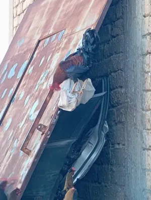 دجاج ربي يبارك