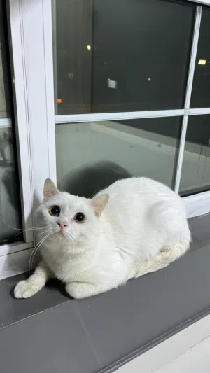 8 month old kitten trained and vaccinated