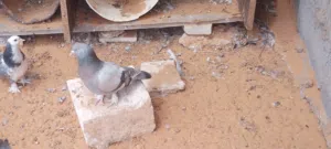 أنثى تاكلا