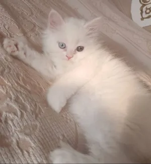 Persian1