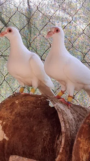 ازواج حمام زينة فاخرة عينك ميزانك  وحجول حمام زينة