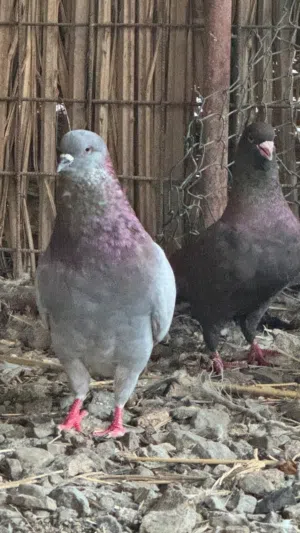 حمام مدينه