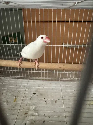 Java male with cage