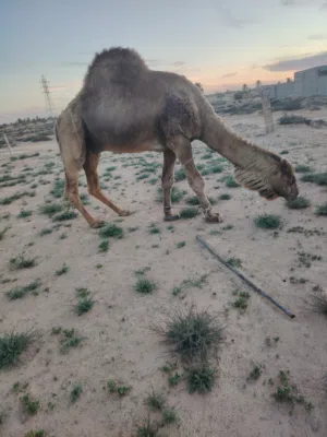 جمل وطني للبيع