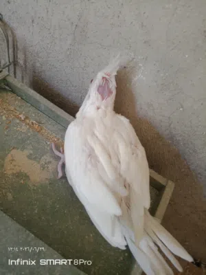 فراخ زق يدوي