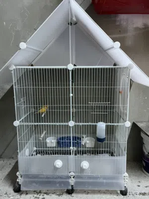 مطير عصافير