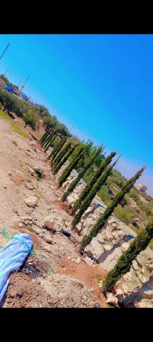 مزرعة للبيع 5030 م ناعور المشقر غرب الجامعة الألمانية مطلة على فلسطين ممكن قبول سيارة حديثة من الثمن
