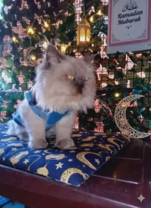 CATCHU LAND HOTEL