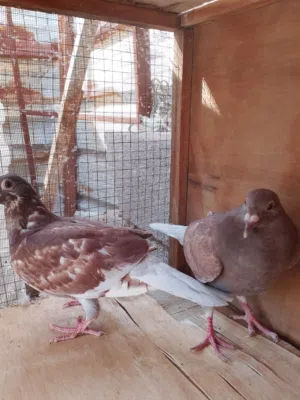 زواجل افراخ بعدهن ينوصن الزوج الشراي يجي خاص