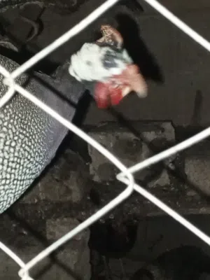 ديك فرعوني و3 وزت للبيع