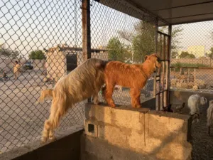 للبيع مجموعة اغنام