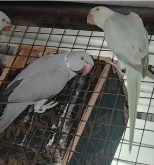 للبيع زوج دره الملونه الرمادي
