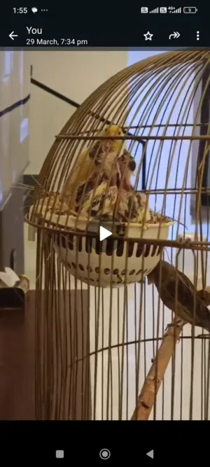 canary pair with 2 checks