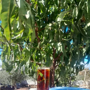 جاج مع صيصان للبيع