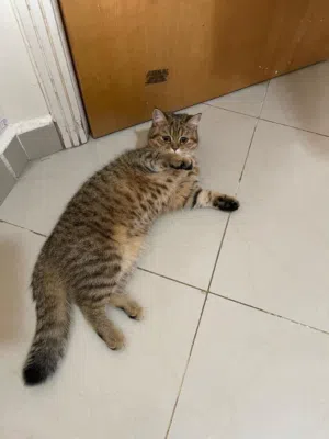 Scottish British cat (female)