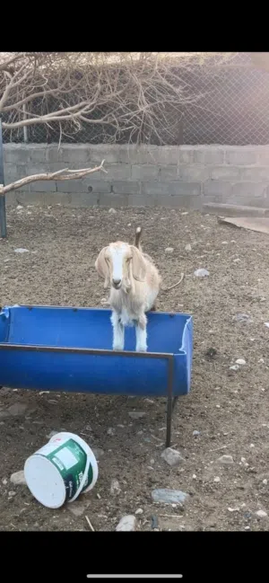 شاه للبيع ر