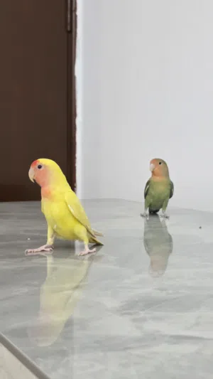 طيور ببغاء الروز Parrots love birds