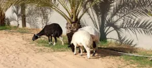 نعجتين تحتهم خروف وفطيمه عمرهم 4ونص وعشار عليهم سنهم موظح في صوره