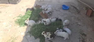ربي يبارك 40 ارنب مالطيات