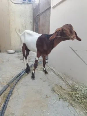 تيس باكستاني للبيع