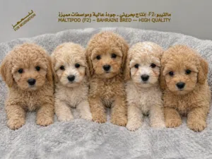 مالتيبو (F2) للحجز MALTIPOO For reservation