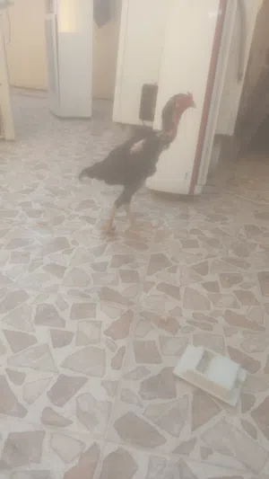 ديج هندي للبيع سعره مناسب
