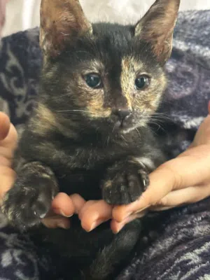 قطط صغيرة مكس للتنبي