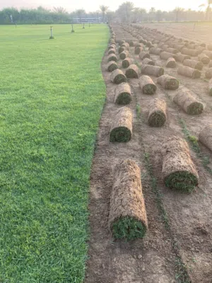 مسطحات الخضراءالطبيعي