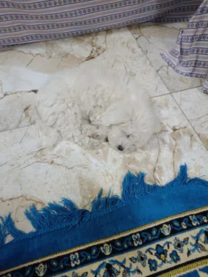 كلب مالتيز العمر 2 شهر كامل لقاح