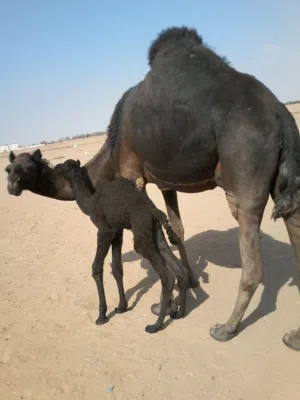 راعي غنم ابل طيور ماعز كل شي سوداني