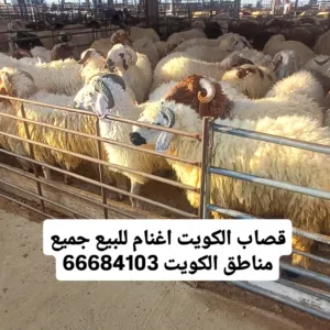 قصااب تحت الطلب بيع وتوصيل اغنام جميع المناطق