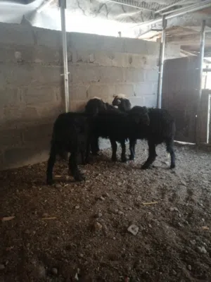 كبشان سمنه فل