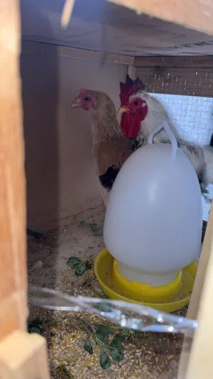 للبيع زوج دجاج وديك بلدي (ذكر + أنثى)