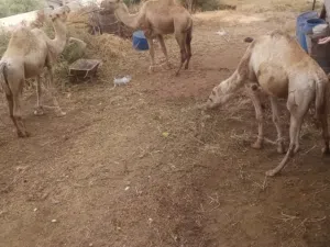 جمال للبيع ضحايا