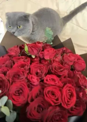 قط سكوتش فولد اصلي و لونه رمادي  لعوب وهادئ