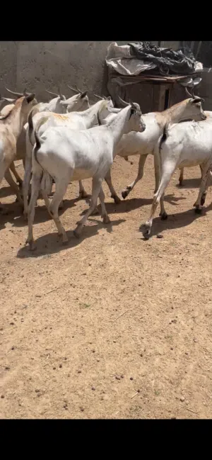 تيوسه صوماليات