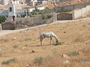 حصان للبيع بسعر جدا مناسب