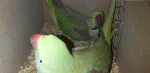جوز كساندرا