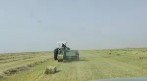 حشيش علف للبيع