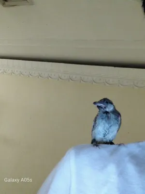 ‏ببغاء‏0