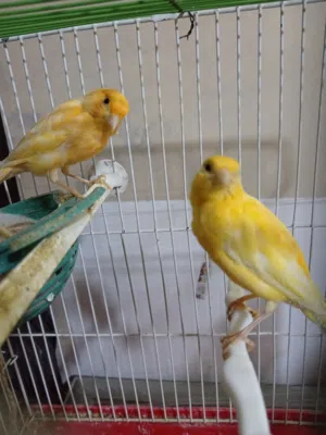 جوز كنار فحل وانثى