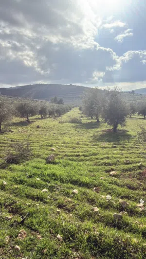Farm Land for Sale in Jerash Dahl